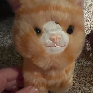 American girl tabby cat